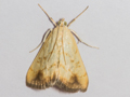 Evergestis extimalis
